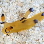 崎本部ゴリラチョップ