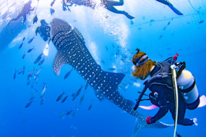 ジンベエザメポイント