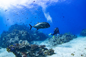慶良間ウチザン礁