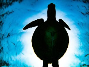 カメの惑星？？🐢