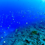 渡名喜遠征＆ライセンス講習