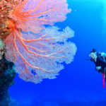 万座ファンダイビング