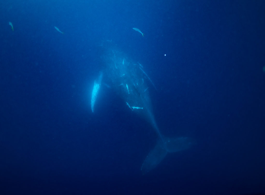 コバンザメが大量についてたクジラでした