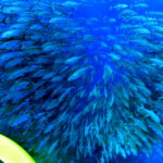 平成ラストダイブ