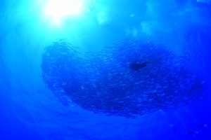 粟国島ギンガメアジ