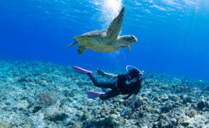 慶良間といえばカメ
