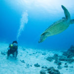 ファンダイビング