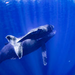 ホエールスイム