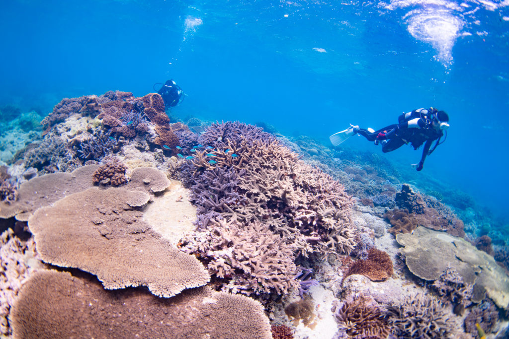 １ダイブ目はモリモリ珊瑚のコーラルガーデン

