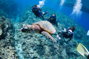 慶良間でカメ