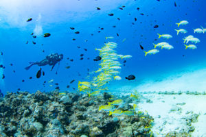 水納島ケーブル