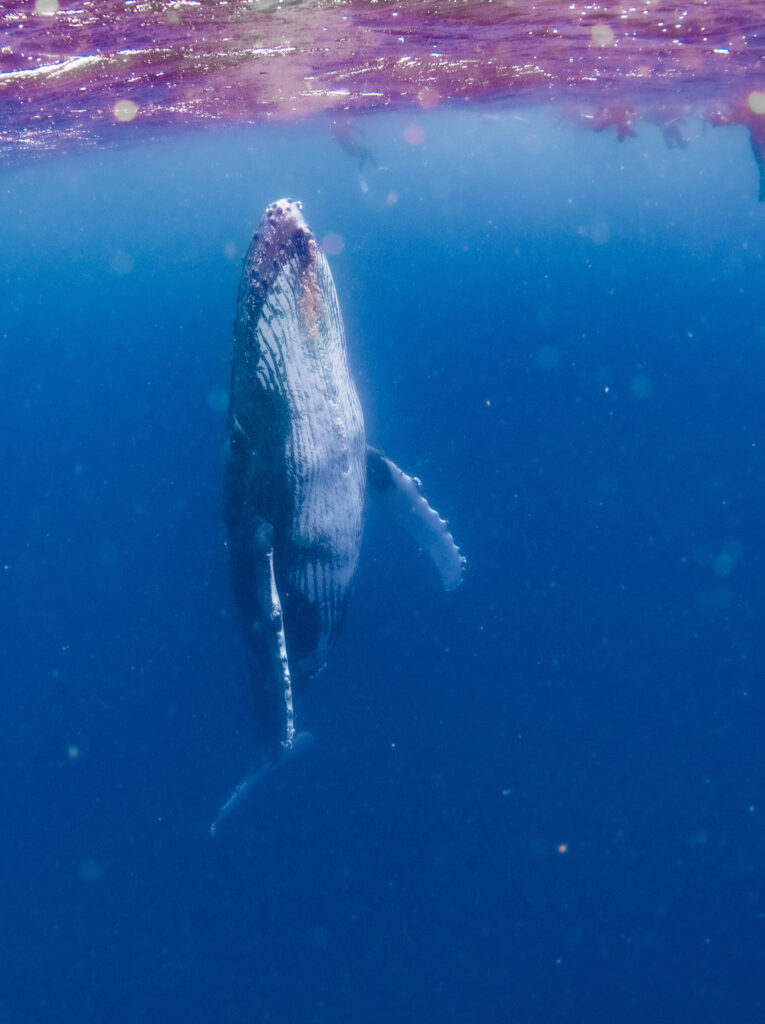 ゆーっくりみんなのもとへ浮上してきてくれたクジラ