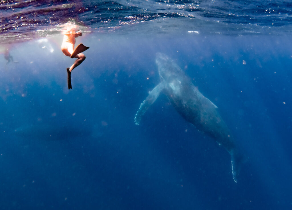 じっと浮いていると近くまで寄ってきてくれました