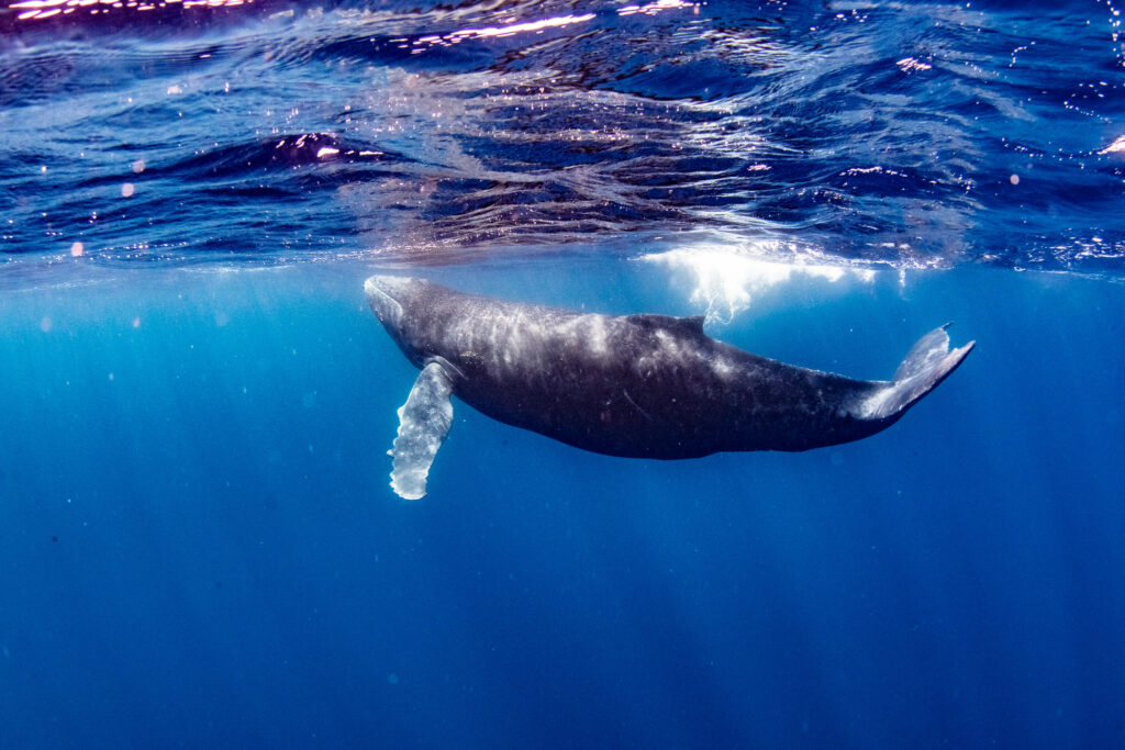 暖かくとても気持ちのいいホエールスイムでした