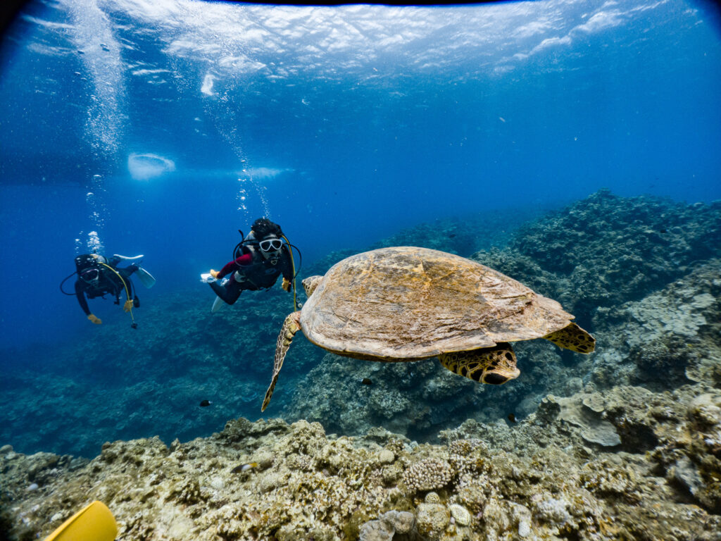 ケラマ定番のウミガメも