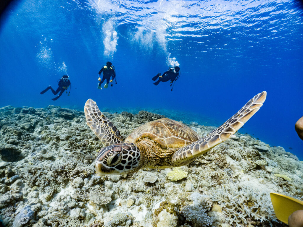 １本目からいきなりウミガメ。しかもちょうどアップ
