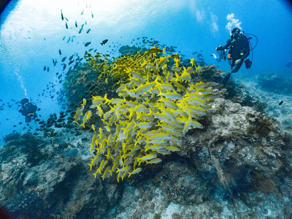ラストは魚影が濃いポイントでドリフトダイブ