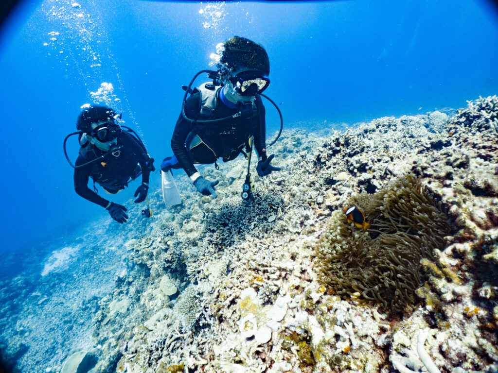 クマノミ観察中