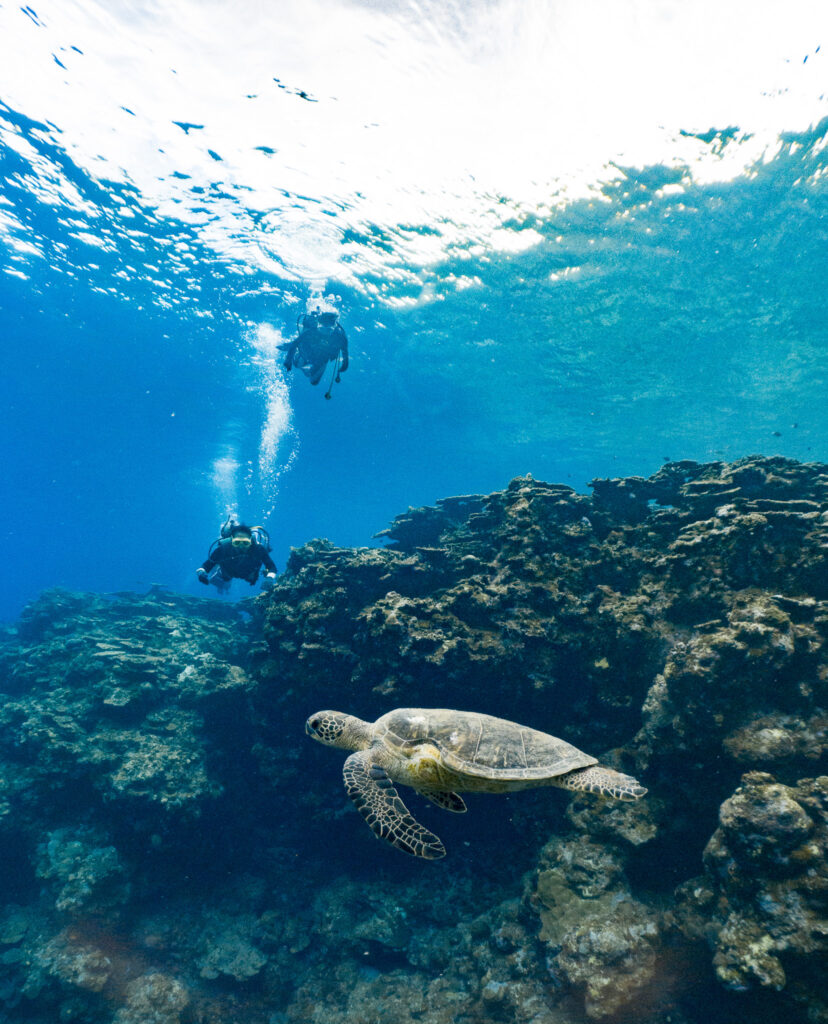 オプションのファンダイブにもご参加頂きウミガメも見れたり