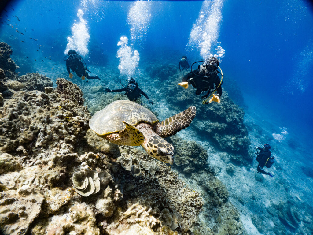 会うのが念願だったというウミガメも会えて良かった(^^♪
最後にはとっても上手に潜れるようになって無事ライセンスＧｅｔ