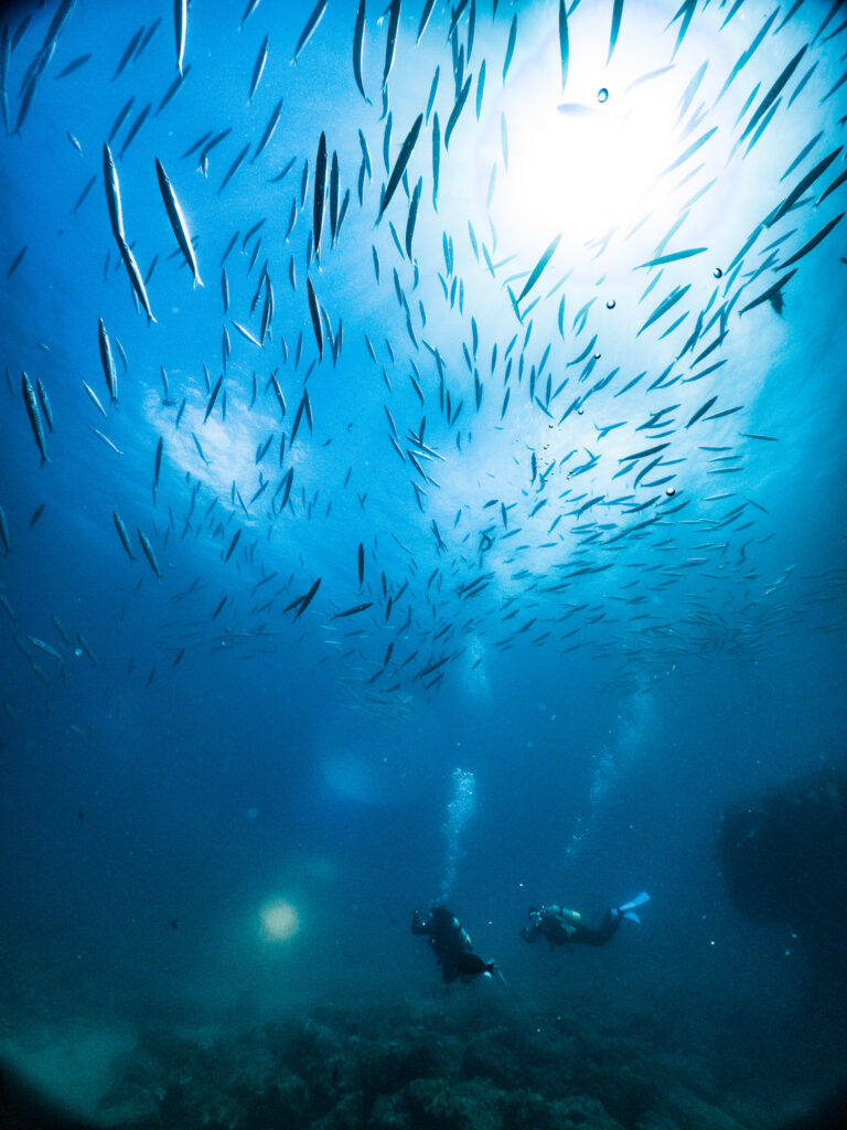 カマスもたくさん群れててくれました