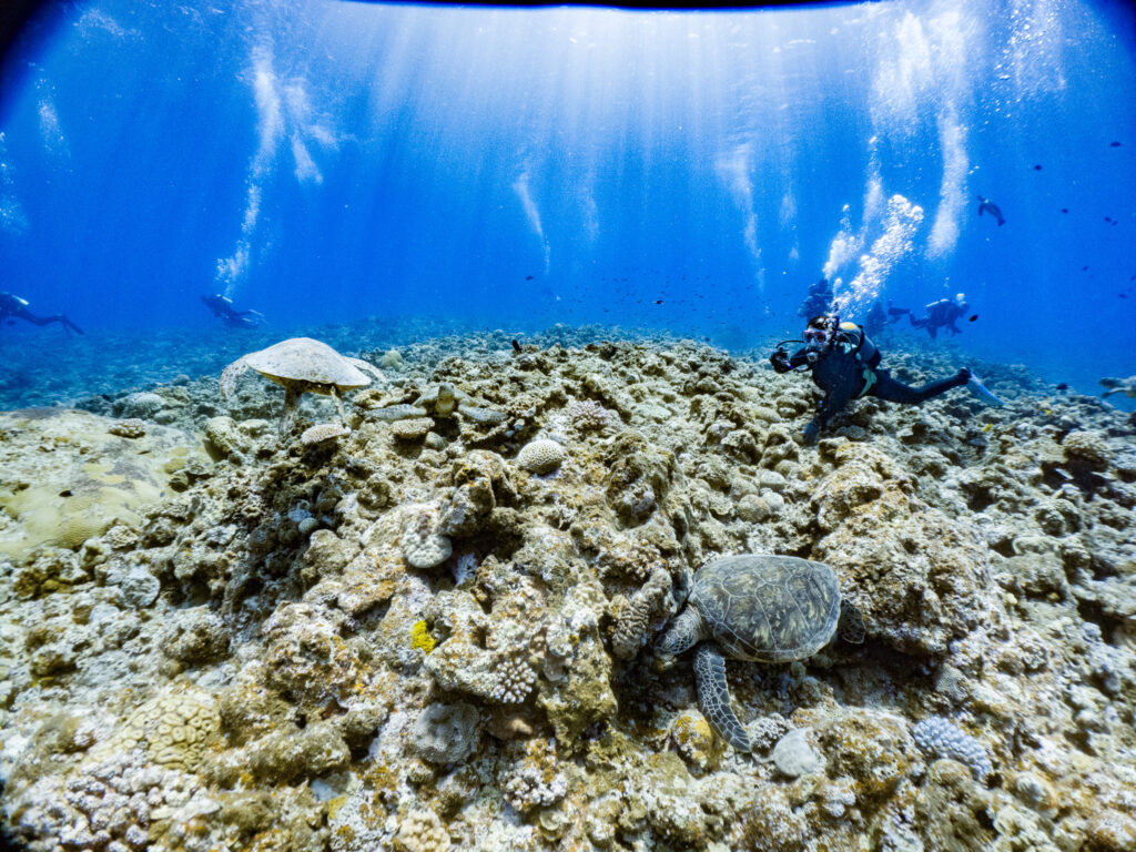 カメがそこらじゅうにいましたね。この写真内にも3匹