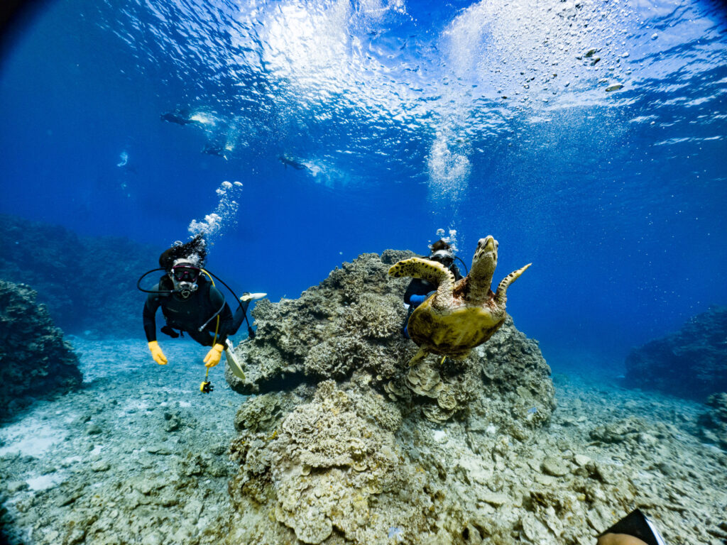 エントリーして１分でカメ登場(^^♪
透明度が素晴らしい