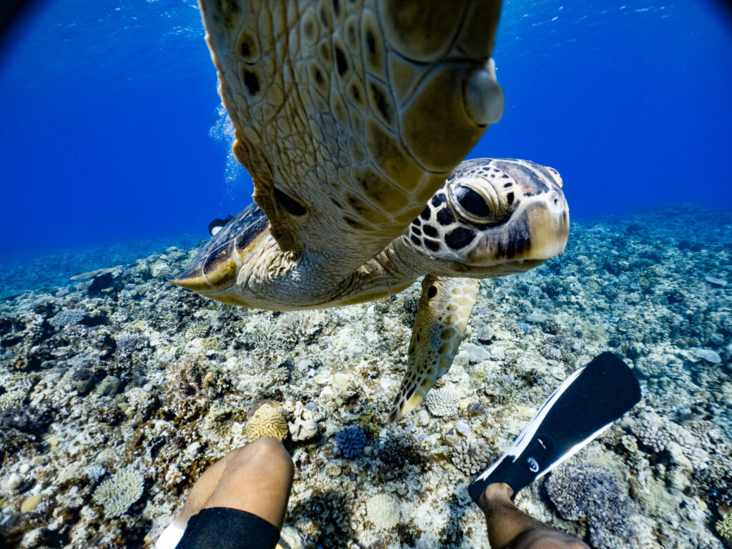 カメが向こうからどんどん近づいてきて、カメラを「パシッ」と叩かれました
