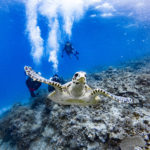 ダイビングライセンス取得コース