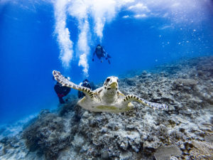 ダイビングライセンス取得コース