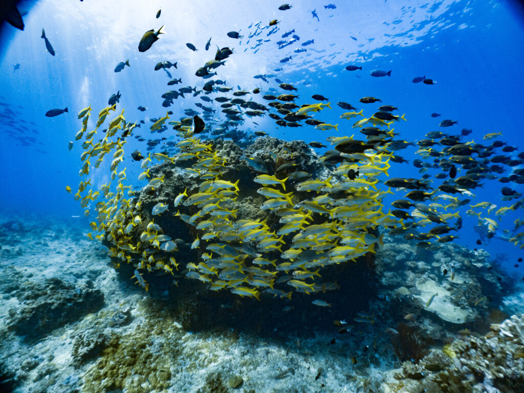 オプションのファンダイブにもご参加頂き、魚群に囲まれてきました