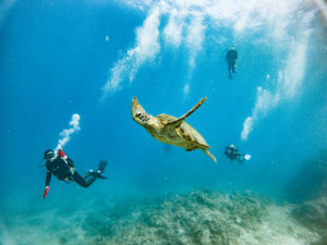 オープンウォーター取得