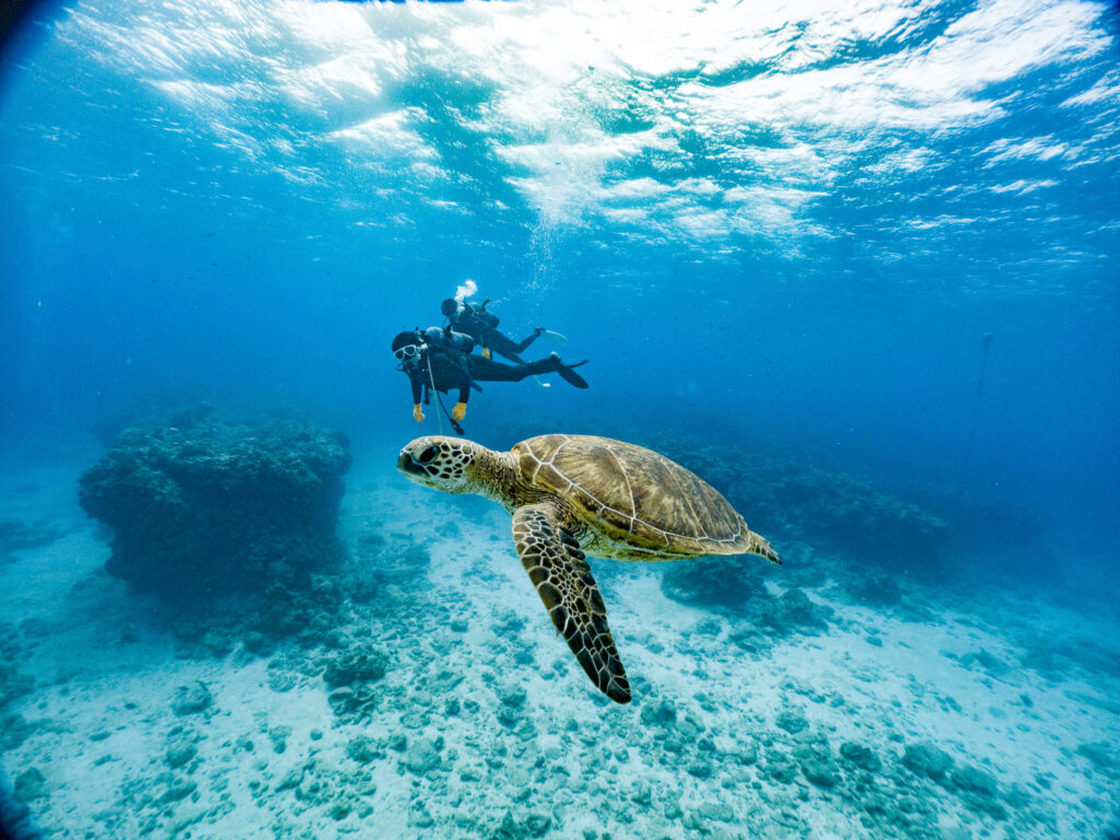 ウミガメと記念撮影を行ってきました