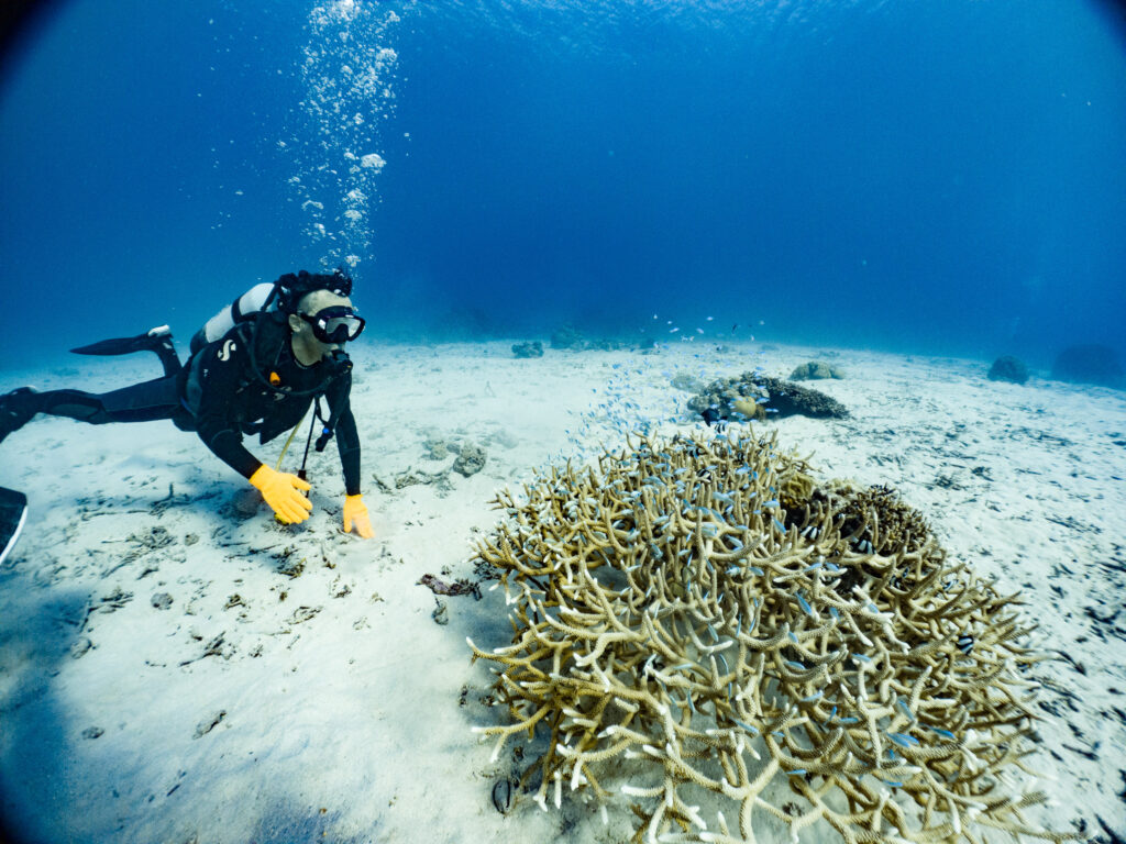 デバスズメダイがきれいに群れてました