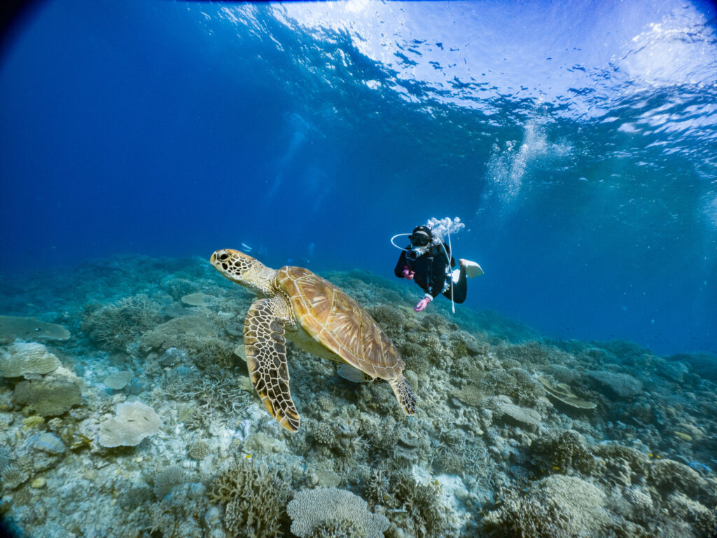 ラストダイブではウミガメがたくさん