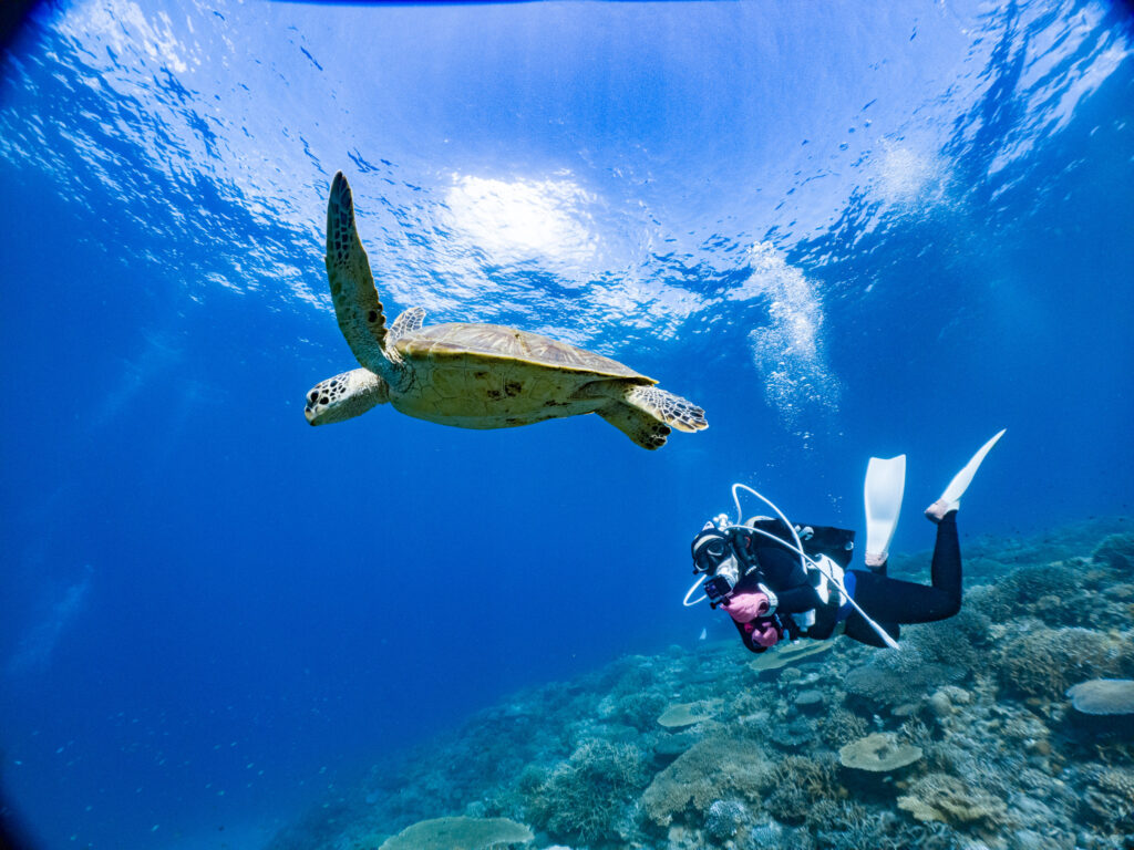 とてもゆっくり泳いでたカメさんでした