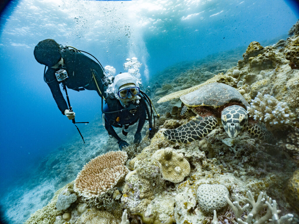 オプションのファンダイブではドリフトダイビングでカメやサメを見てきました