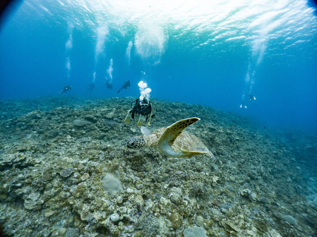 2日目はケラマへ。ファンダイブでウミガメと一緒に泳げましたね