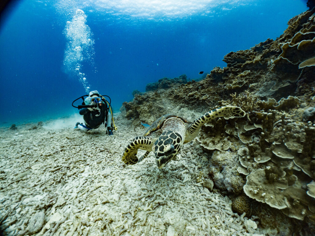 見たいって言ってたカメも現れてくれました