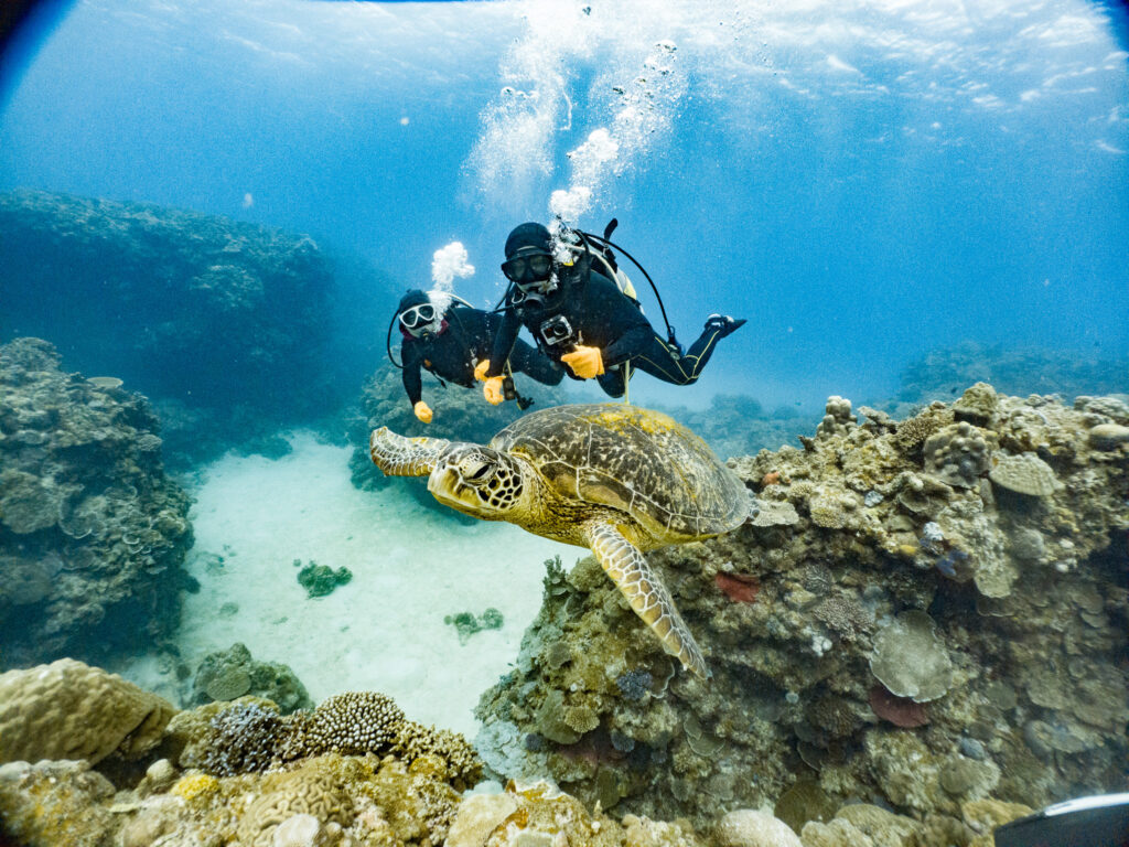 オプションのファンダイブでゲストが見つけたカメ