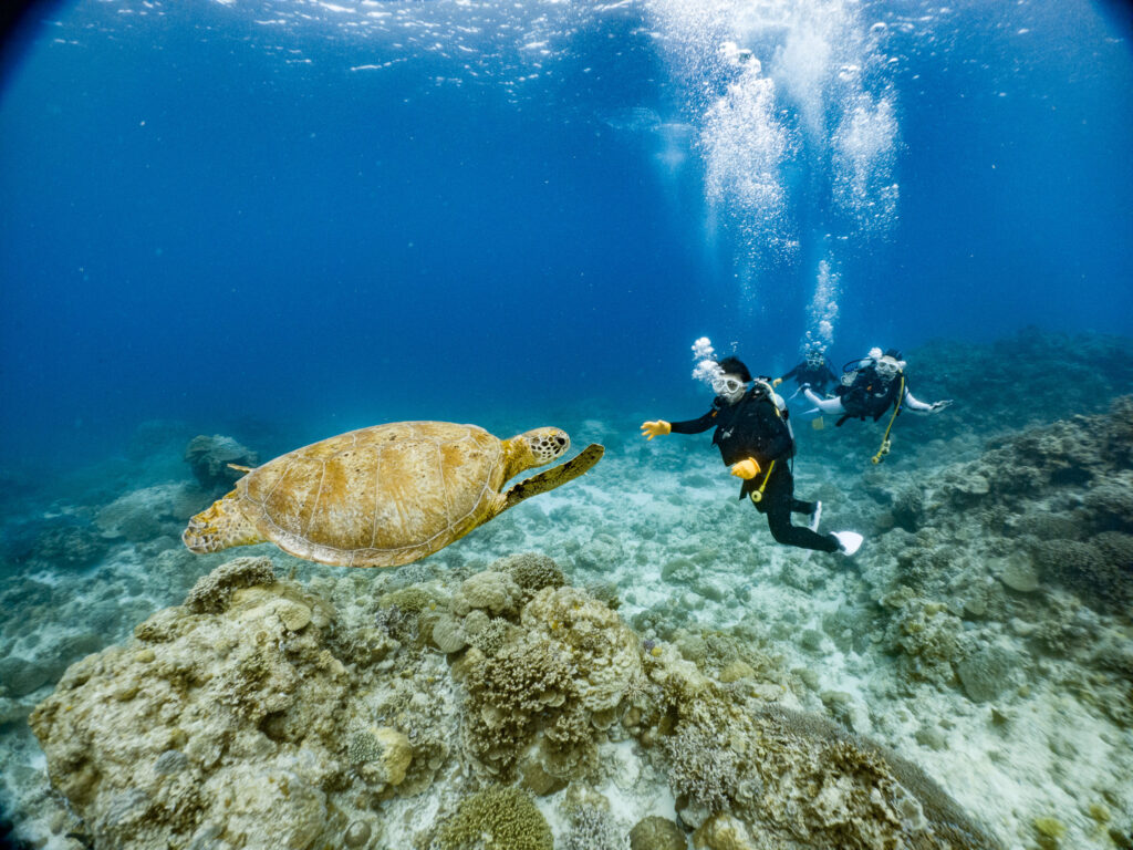 オプションのファンダイブにもご参加頂き
のんびり泳いでるカメと一緒に泳いできました