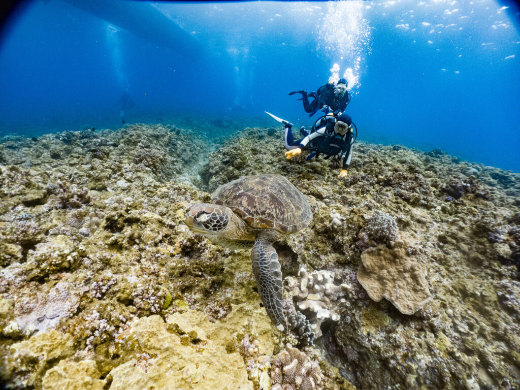 講習中にはカメと泳いだり