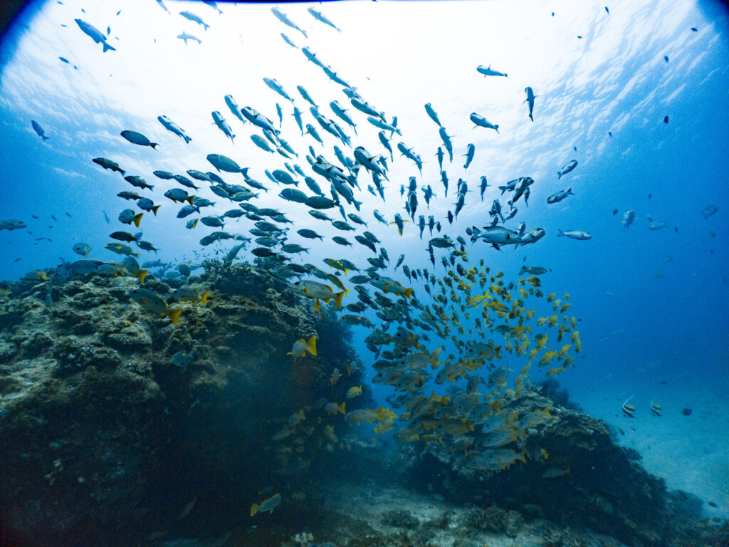 2日目はケラマで魚の群れに囲まれてきました
