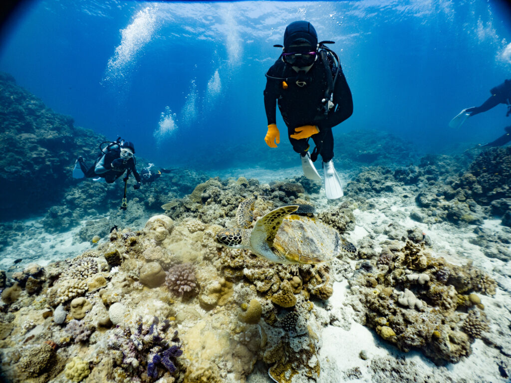 ゲストの目の前をウミガメが通り過ぎて行きました