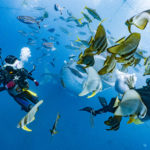 到着後ジンベエダイブ