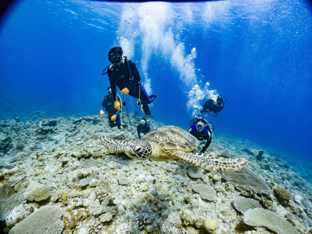 オプションのファンダイブにも皆様ご参加頂き、みんなでカメと一緒に泳いだり記念撮影したりしてきました