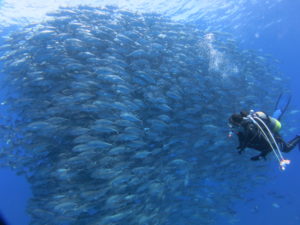 2026年粟国遠征日程決定！