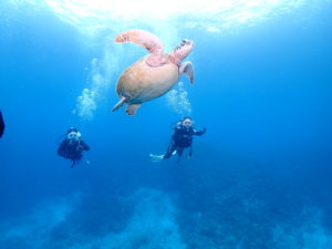 ファンダイビング