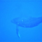 ホエールスイム