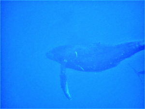 ホエールスイム